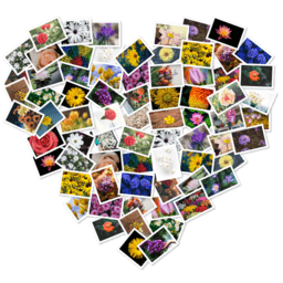 FigrCollage Pro
